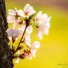 目覚めの桜..