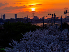 桜と夕陽..