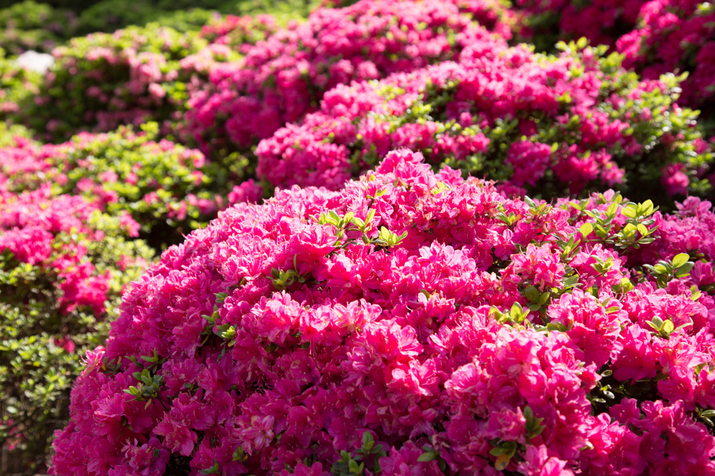 春の日を受けて⑵