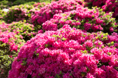 春の日を受けて⑵