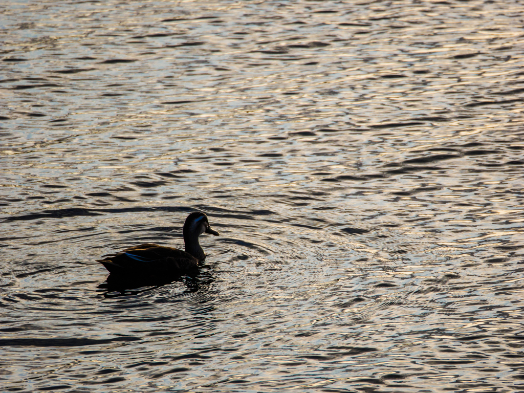 波紋に浮かぶ..