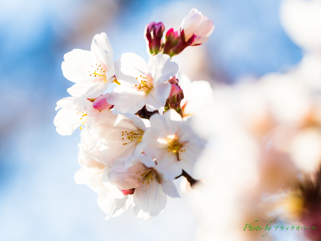 春の華やぎ。