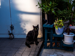 黒猫の肖像
