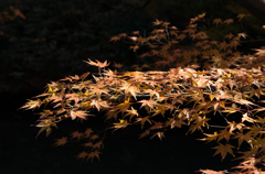 紅葉の六義園にて⑳