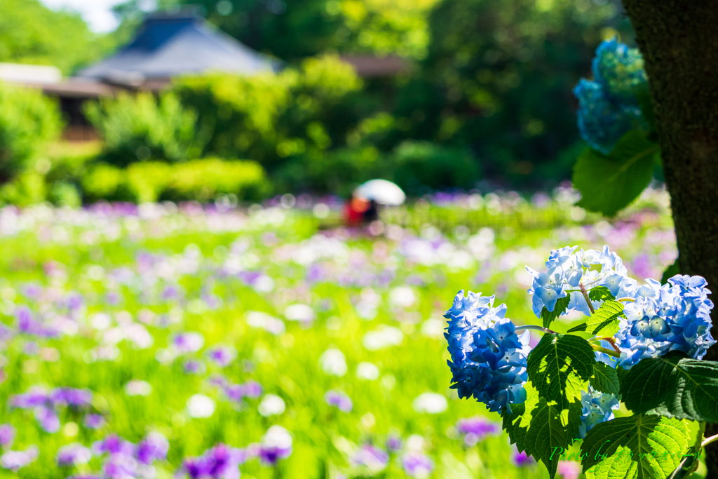 菖蒲池の紫陽花..