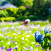菖蒲池の紫陽花..