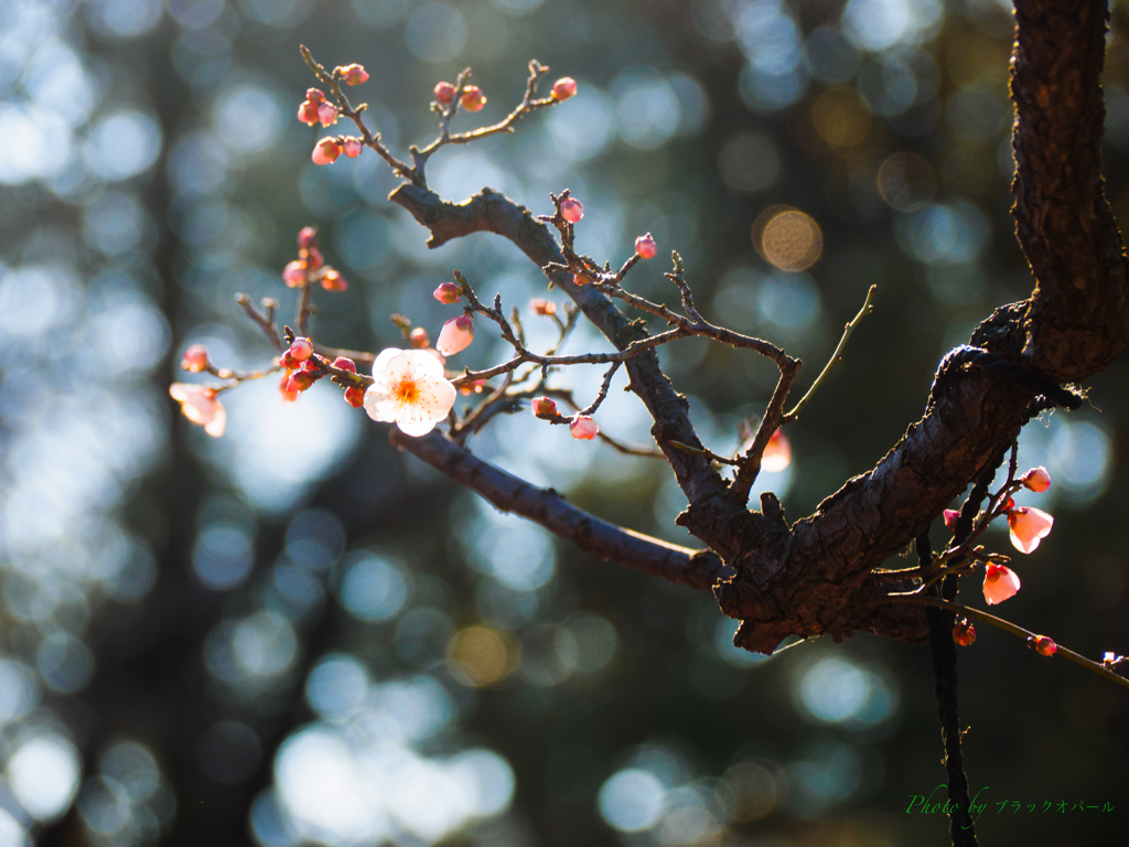 向島百花園の花たち..＃1