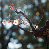 向島百花園の花たち..＃1