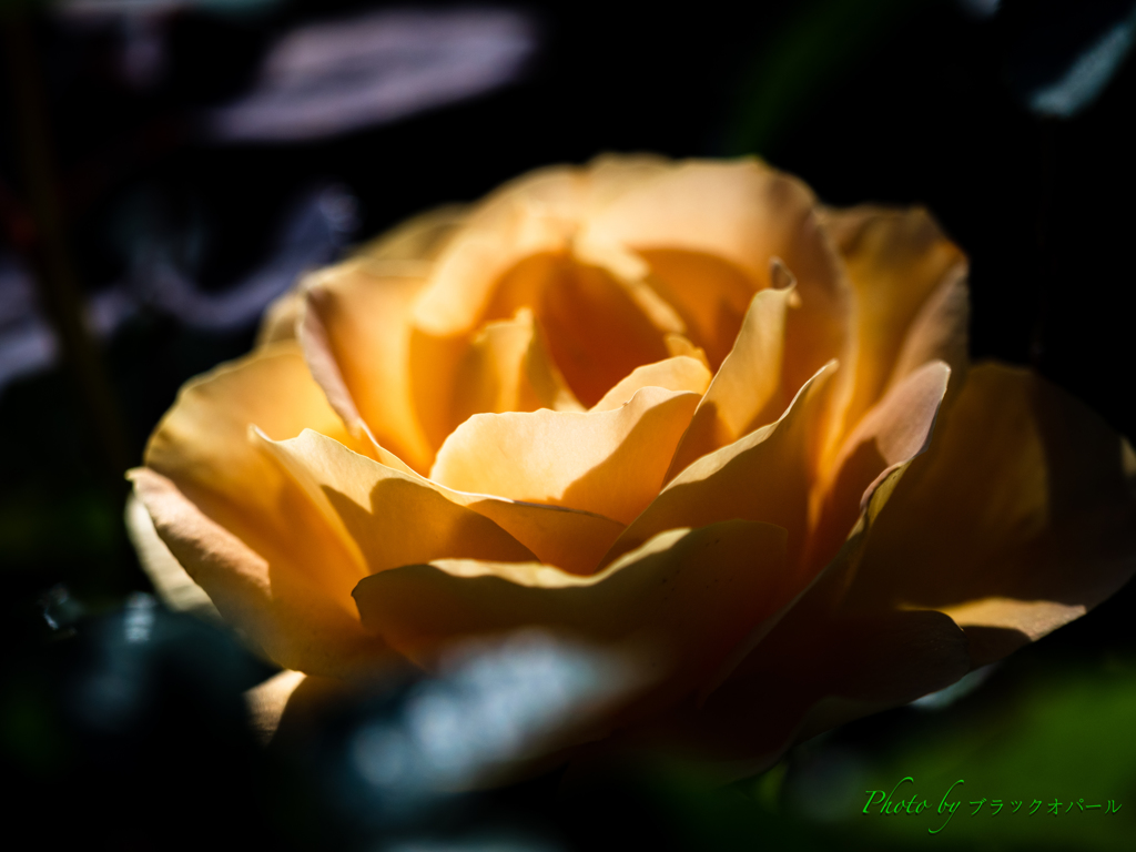 秋薔薇-明るく可憐に..