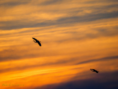 夕空を舞う・・＃2