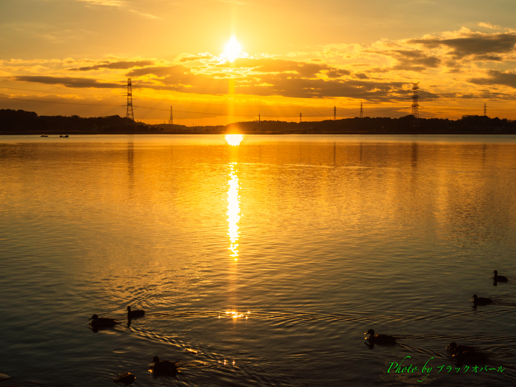 水面きらめく手賀沼夕景..