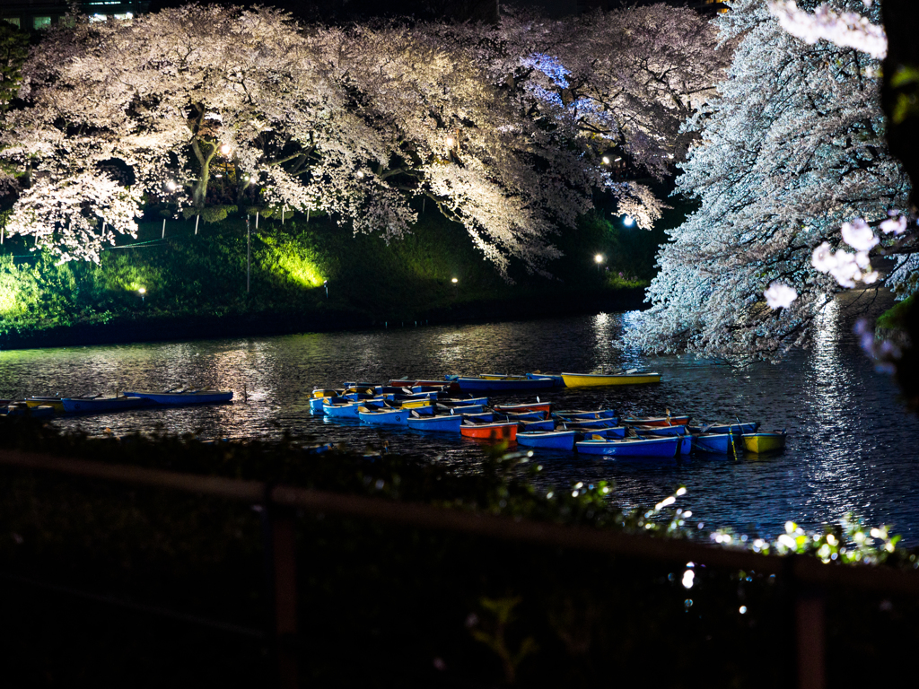 千鳥ヶ淵夜桜..＃2
