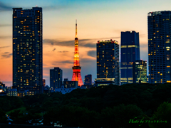 黄昏の東京タワー..