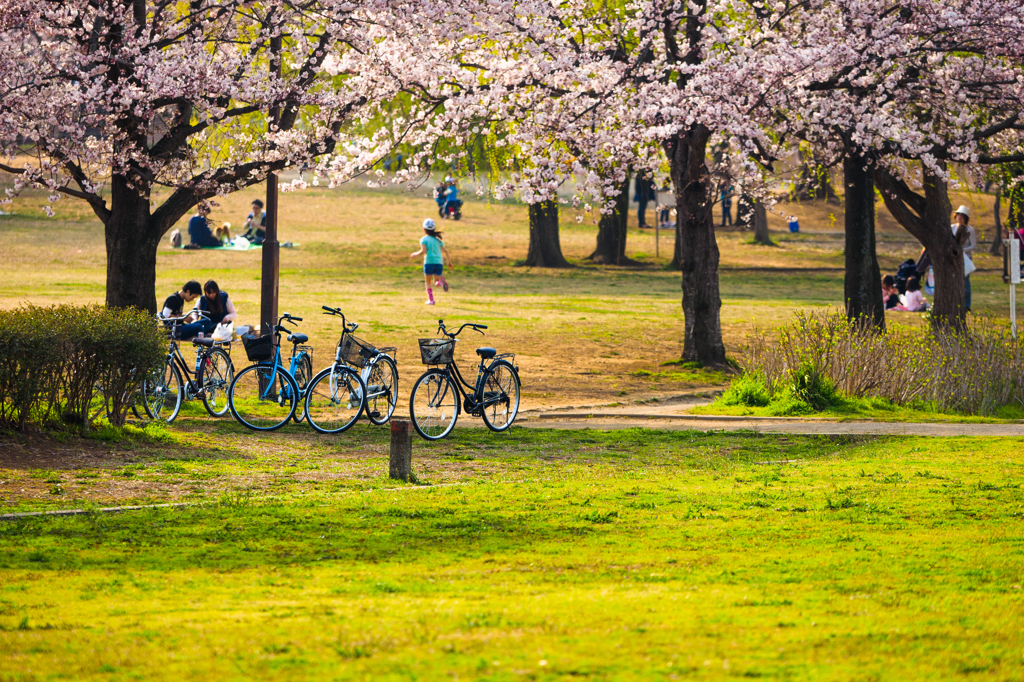 桜咲く公園の午後..