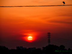 夕日とシラサギ..