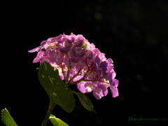 光の中の紫陽花..