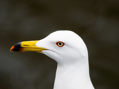 ウミネコ
