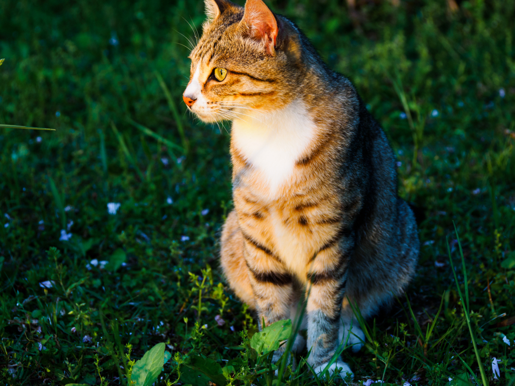 手賀沼で暮らす猫たち..＃11