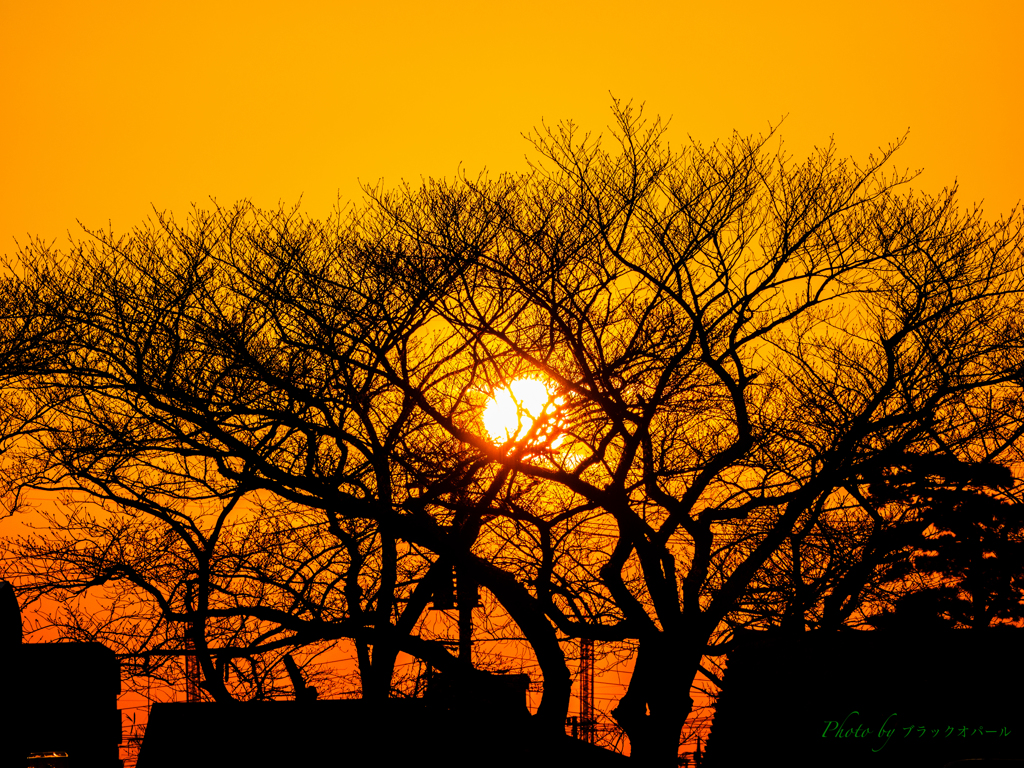 春の夕陽..
