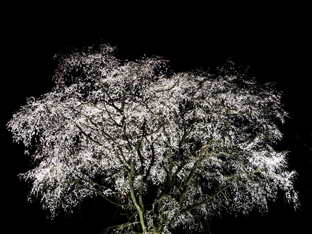 吟花亭のしだれ桜