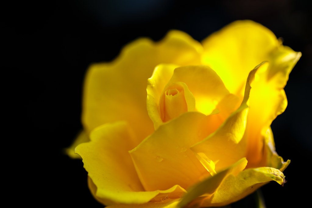 薔薇〜ヘンリーフォンダ..