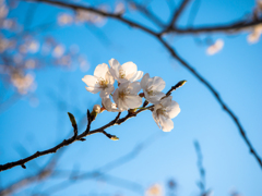 桜〜さわやかに