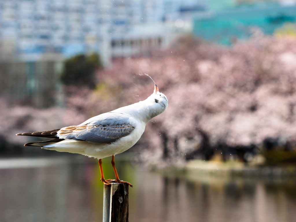 ぴゅぅ〜〜