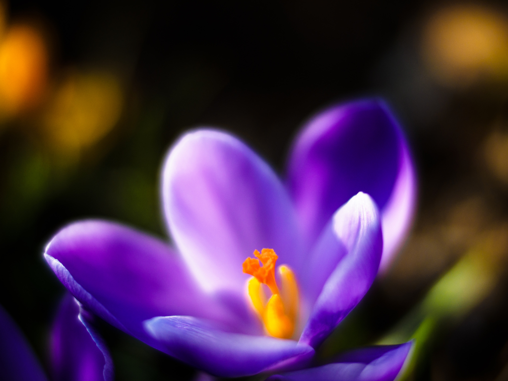 Purple Crocus