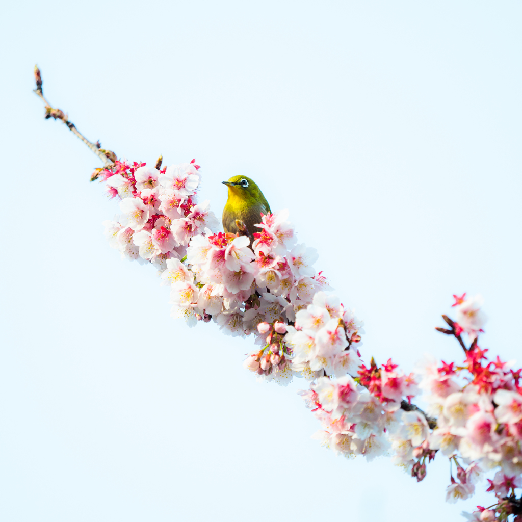 サクジロー♪