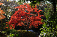 紅葉の六義園にて⑰