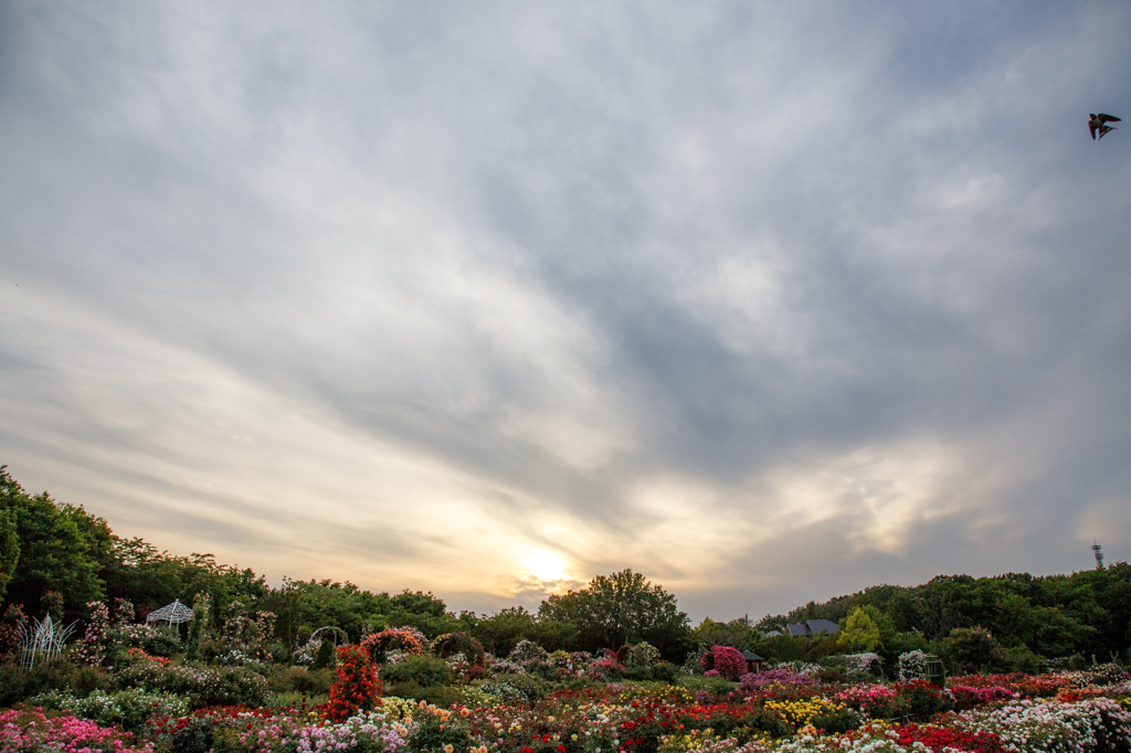 薔薇の園