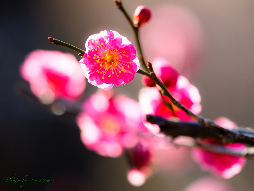 春色の微笑み..