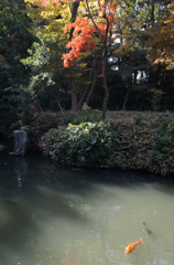 紅葉の六義園にて⑬