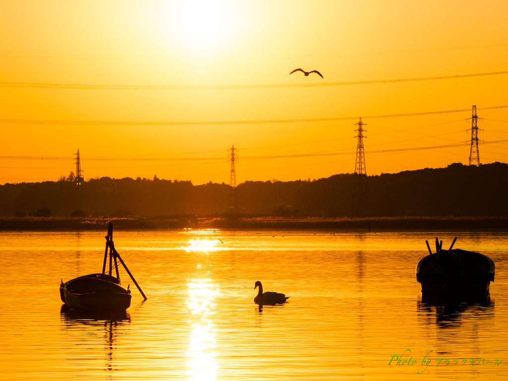 黄金色の夕暮れ..