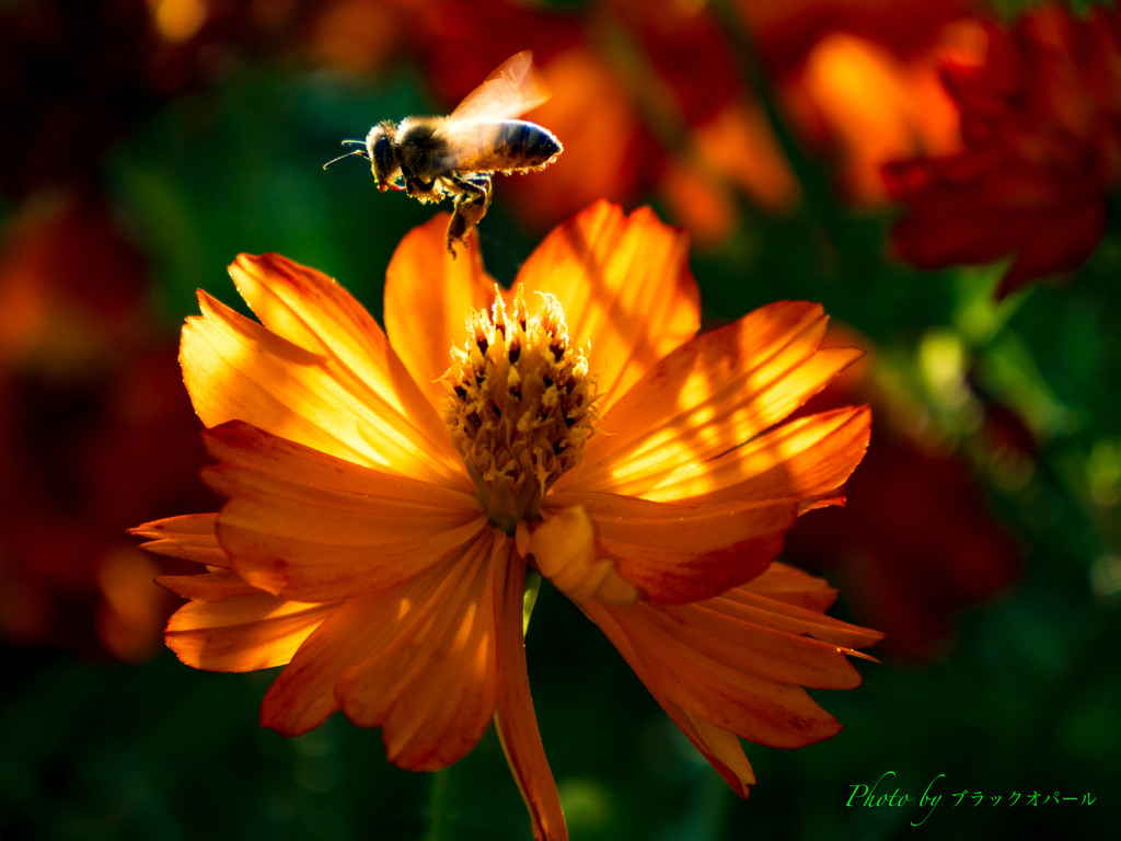 花とミツバチ。。