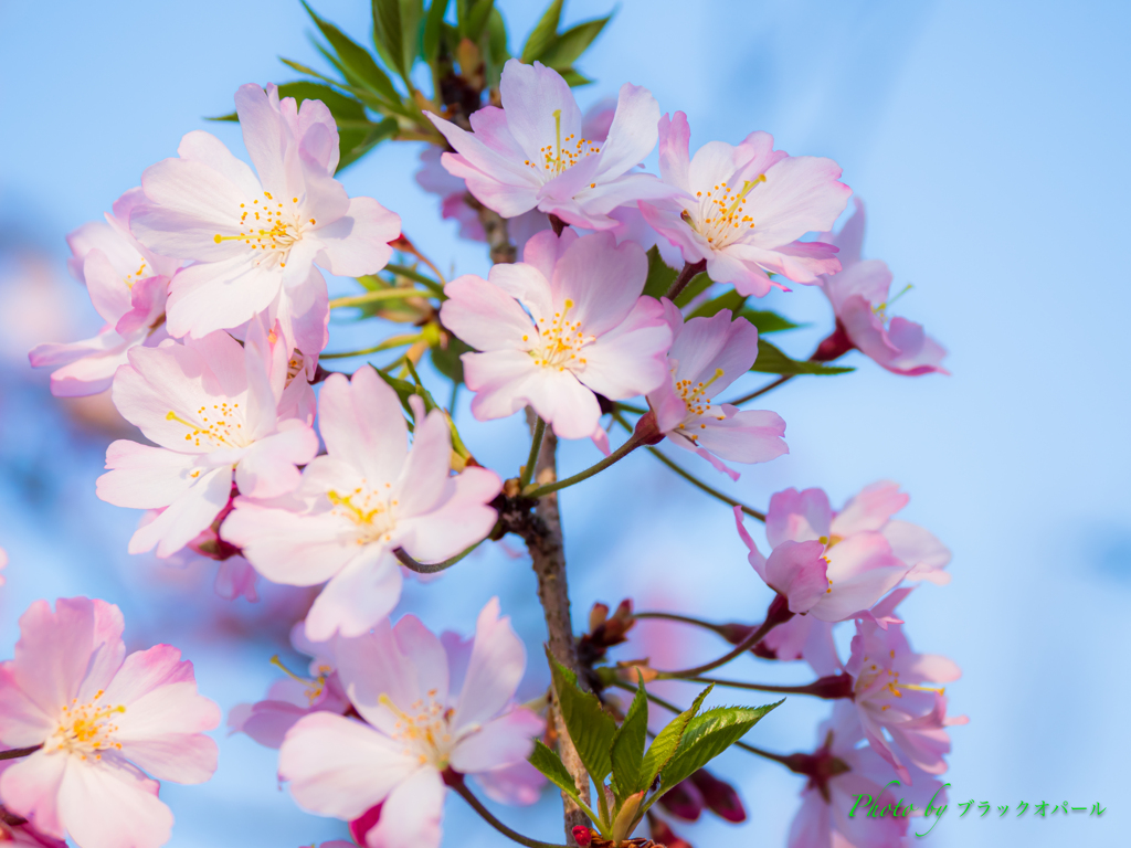 思川桜..