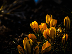 Yellow Crocus 〜 青春の喜び