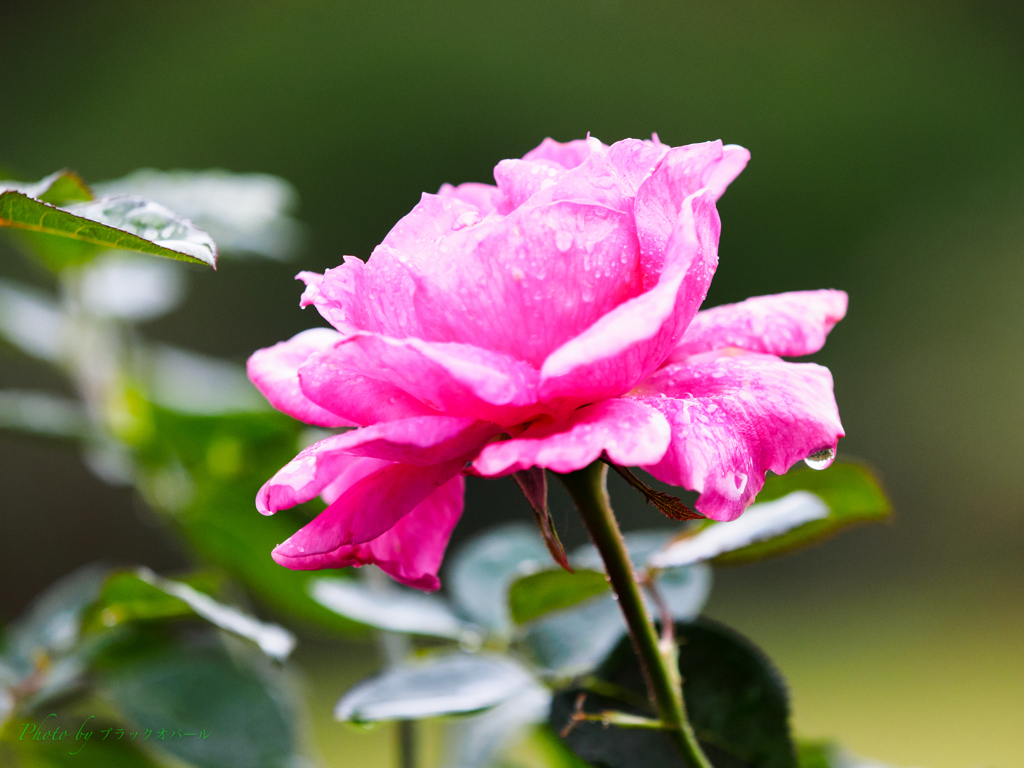 秋薔薇〜晩秋の雨に打たれて..