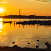 白鳥のいる夕景..