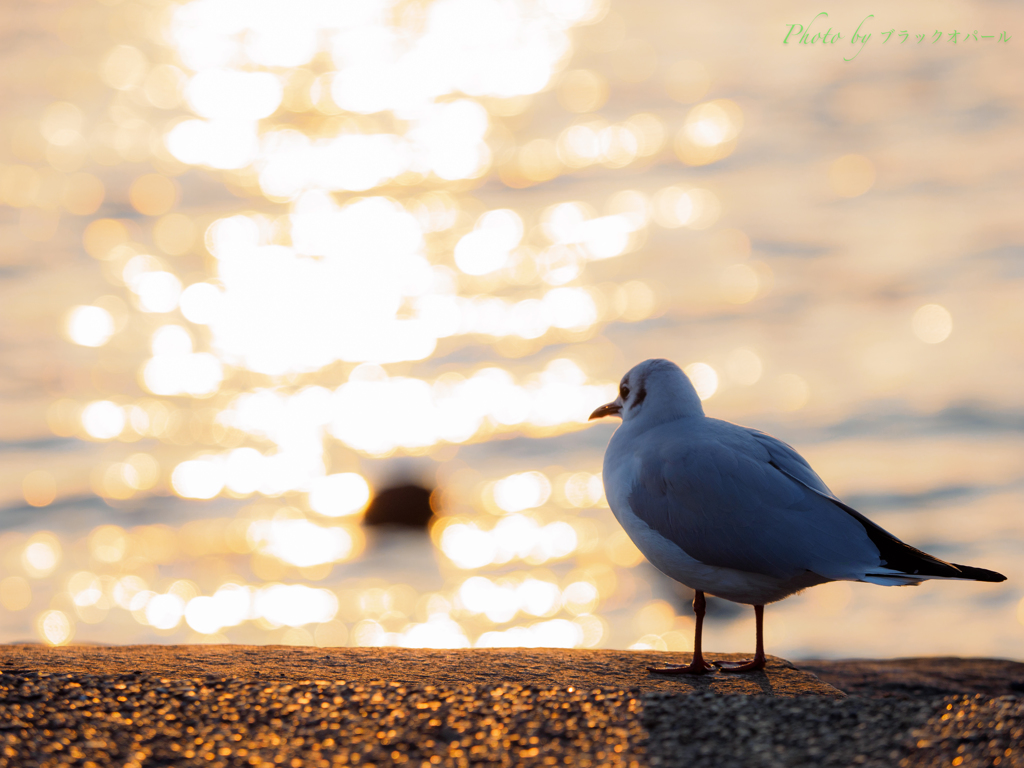 夕暮れの佇み..