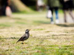 鳥さんも春を満喫？