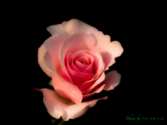 5月の薔薇（その２）..
