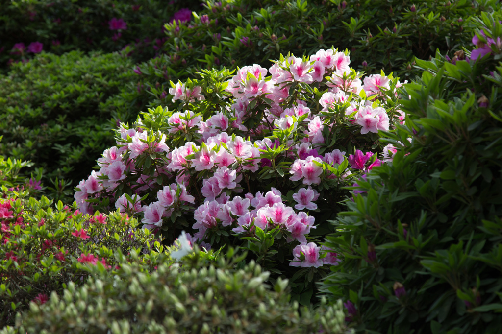 しとやかなツツジ