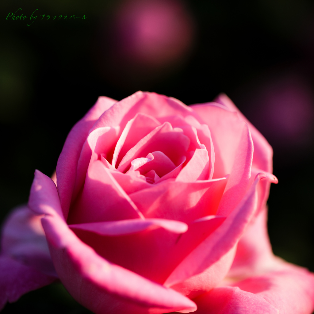 薔薇『グレース ドゥ モナコ』