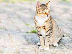 猫のポートレート..