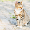 猫のポートレート..
