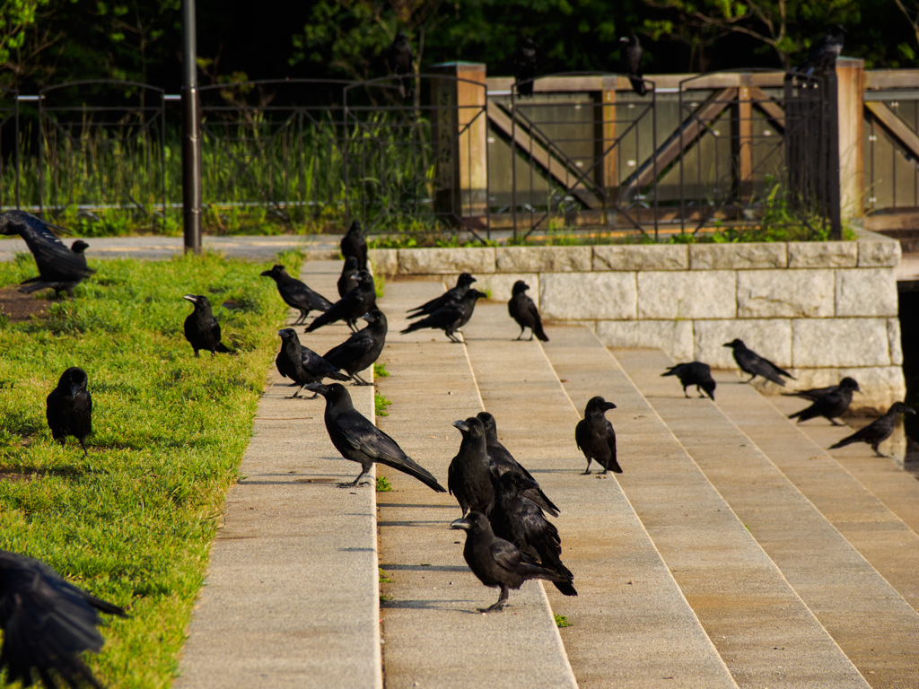 カラスのいる風景＃1