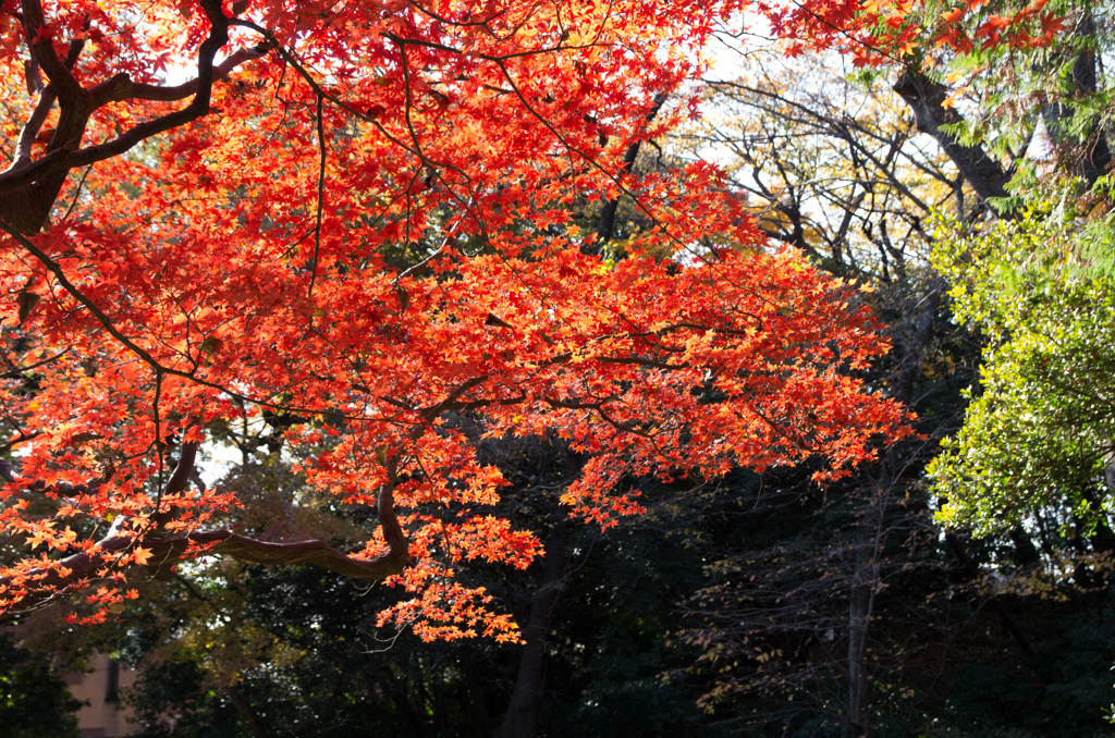 紅葉の六義園にて⑯