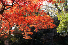 紅葉の六義園にて⑯