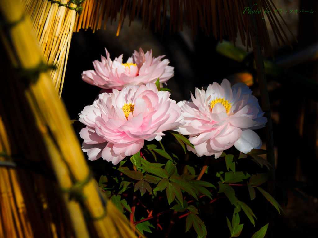 向島百花園の花たち..＃2